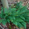 Ferns 20 Christmas Fern Root Systems, Christmas Dagger - Polystichum