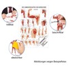 Sport-Tec Arm Muscles Mini Poster Anatomy 34 x 24 cm
