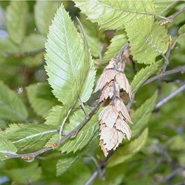 Carpinus orientalis (Oriental Hornbeam) Tree Seed by MySeeds.Co, You Choose The Quantity (1 oz (750 Seed))