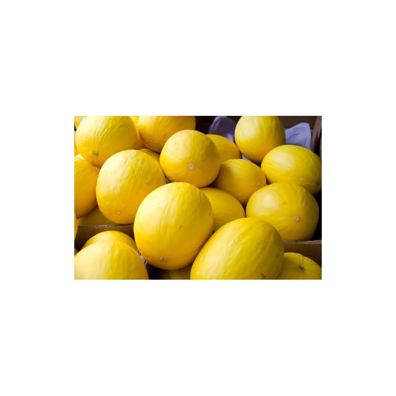 75 Melon Seeds - Canary Yellow - Premium Non-GMO, Open
