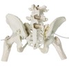 NEW HORIZON Female Pelvis Skeleton On Elastic with Movable Femur