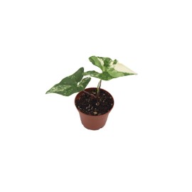 California Tropicals Syngonium Podophyllum Albo-Variegatum- 3'' Live Plant Collection for Easy Indoor/Outdoor Planting - Perfect for Home/Office Air Purification & Low Light Gardens - Real Houseplants