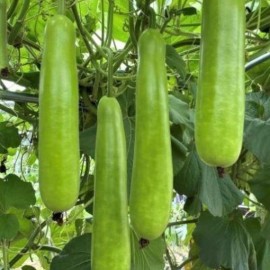 ZEshops 35pcs Long Bottle Gourd Seeds - Non-GMO Calabash Gourd Seeds for Planting