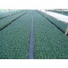DWARF MONDO GRASS 50 PIPS