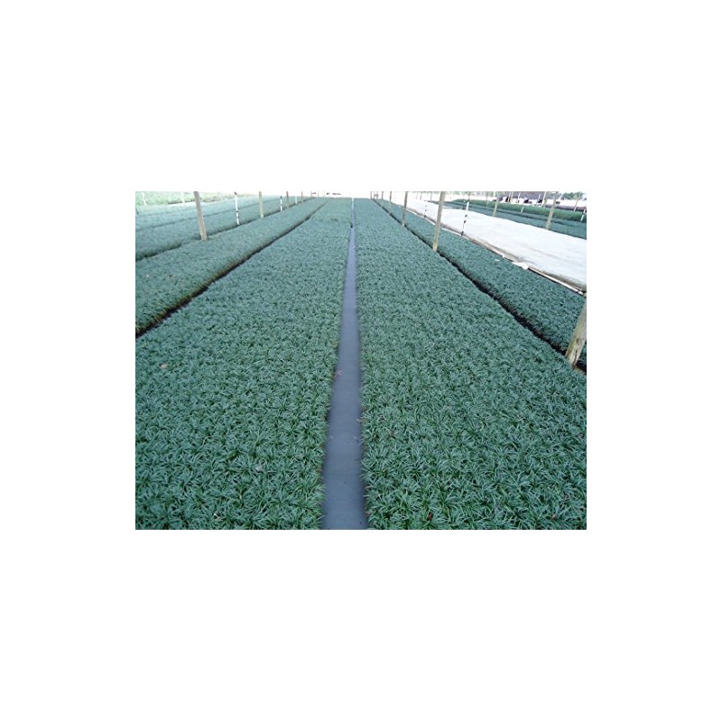 DWARF MONDO GRASS 50 PIPS