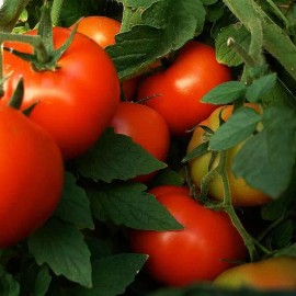 Southeast Seeds Abe Lincoln Tomato Seeds, Large Round Tomato, Heirloom, NON-GMO, FREE SHIPPING - 125 Seeds