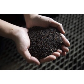 Kanegen Hirata Sangyo Japanese Rapeseed Oil, 21.2 oz (600 g)