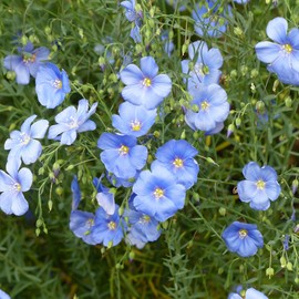 Outsidepride Flax Sky Blue - 2000 Seeds