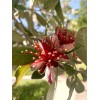 Home-Growth Feijoa Sellowiana, Pineapple Guava - 40 Seeds 2025 -