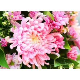 Japanese Pink Chrysanthemum Seeds ~ Cool Flowers ~ Rare ~ Heirloom ~ Beautiful - 20 Seeds