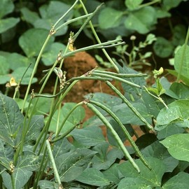 TomorrowSeeds - Texas Cream 8 Pea Seeds - 150+ Count - For 2025 Planting Southern Field Pea Crowder Non-GMO USA Vegetable Cover Crop Green Bean Grow Your Own Home Farm Patio Healthy Sustainable Living
