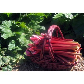 Seeds4planting - Sweet Rhubarb Victoria 35 Days Heirloom Vegetable Non GMO for Planting