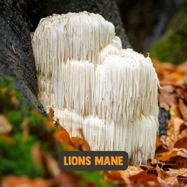 Cupplement - 4 Beutel Löwenmähne Extrakt Kapseln 60 Stück - Bio - Kostenlose Pillendose - 20:1 Extrakt - 400 MG pro Kapsel - Pilz - Hericium Erinaceus - Lions mane - 2 Kapseln pro Tag