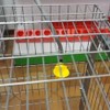 Suinga Abbeveratoio automatico per galline e perdici | Confezione da