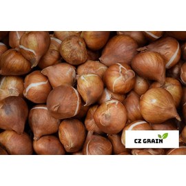 Purple and White Tulip Bulbs for Planting - Purple Flaming Flag Tulips, Perennial Blooms for Landscape Garden or Container Growing (10 Bulbs)