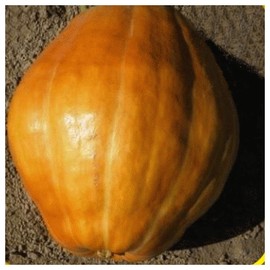 Everwilde Farms - 1/4 Lb Atlantic Giant Pumpkin Seeds - Gold Vault