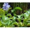 Water Hyacinths Floating Water Garden Plants (12 live plants)