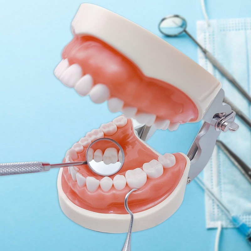 Typodont Teeth Model with Removable Teeth,Dental Tooth Model Suitable for