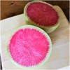 Seed Needs, Watermelon Radish (Raphanus sativus) Twin Pack of 500