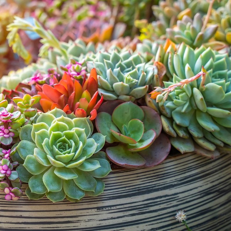 Back to the Roots 6qt Succulent & Cacti Mix