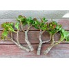 One pc 7" to 8" Cutting Red-Tip Money Jade Succulent