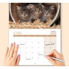 2025 A4 Cute Kittens Calendar. One Month to View. A3