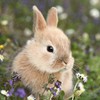 Tischdeko Pack of 20 Napkins Rabbit in the Meadow Animal
