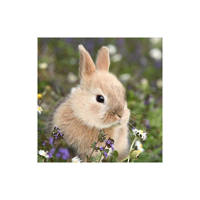 Tischdeko Pack of 20 Napkins Rabbit in the Meadow Animal