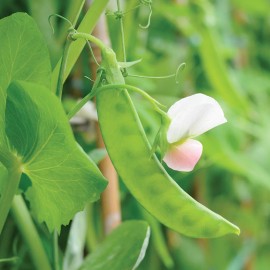 Southeast Seeds Dwarf Grey Sugar Snow Pea Seeds, NON-GMO, Heirloom, FREE SHIPPING - 40 Seeds or 1/4 OZ