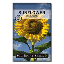 Sow Right Seeds Sow Right Seeds - Mammoth Sunflower Seeds to Plant - Grow Giant Sunflowers in Your Garden - Non-GMO Heirloom Seeds for Planting an Outdoor Garden - Bright Yellow Blooms - Attract Bees and Birds (1)
