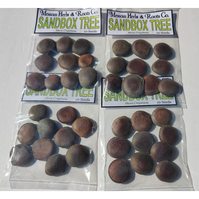 Mexicanherbs sandbox tree 10 seeds (Hura crepitans, possumwood, jabillo )