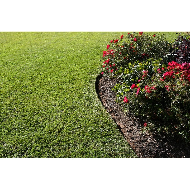Tifblair Centipede Grass Seed (Certified) - Select Your Size -