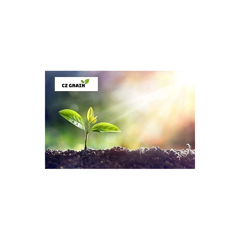 CZ Grain Dwarf Lime Bonsai Tree Seeds For Planting -