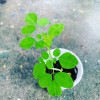 Ripkitty Moringa Oleifera (Tree of Life) Wingless Seeds Planting Nuts
