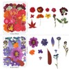 Buzidao Dried Pressed Flowers, 80Pcs Real Natural Pressed Flowers for