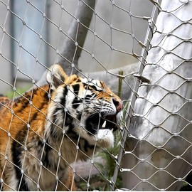 RAUMPA Flexible Edelstahl Chain Link Rope Net Rolls 5x8ft Chicken Wire Fencing Safety Metal Netting Net Rolls Rope Mesh Fence Heavy Duty Protection for Garden Balcony Patio Poultry Barrier