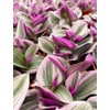 Pink Wandering Jew Plant Live 4 Inches Pot