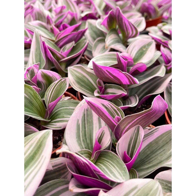 Pink Wandering Jew Plant Live 4 Inches Pot
