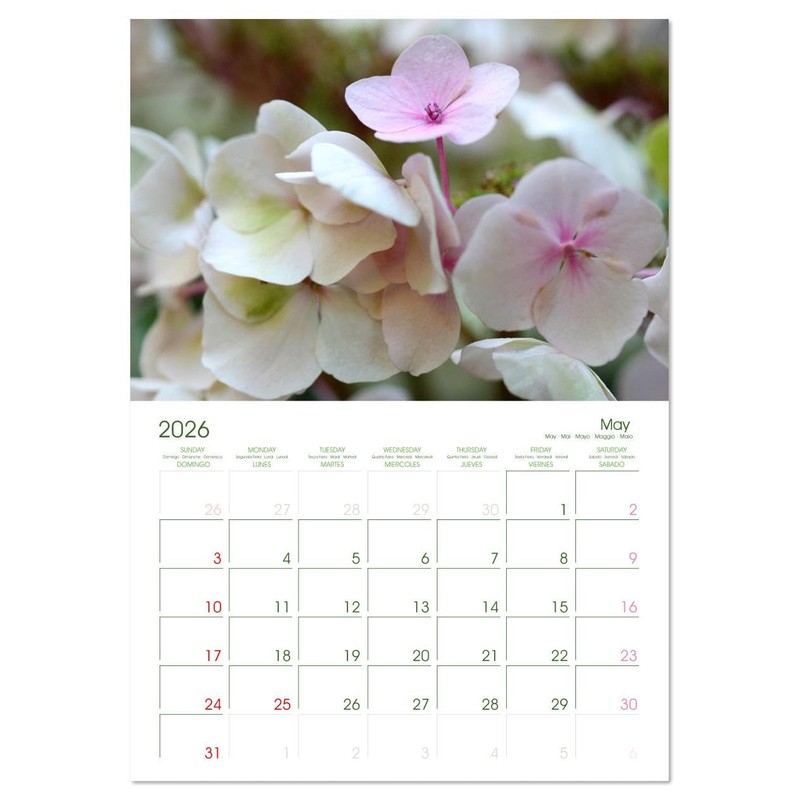 Hydrangeas in the Garden (Monthly Wall Calendar 2026 11.7" x