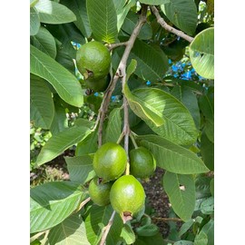 Torero Fresh Guava Leaves from Trees Grown in South Florida - 2 oz (Approx. 20 to 25 Leaves) - No pesticides or Chemical Sprays/No Reimbursement or Return (1)