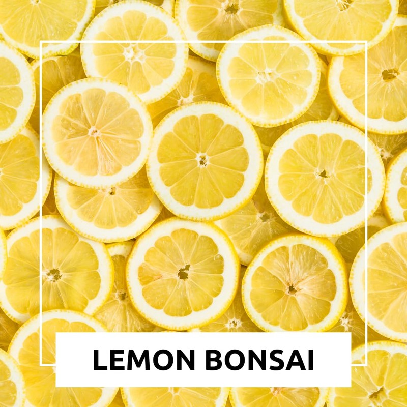 Dwarf Lemon Bonsai Tree Seeds, 20 Seeds, Grow a Delicious