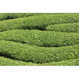 Tea Tree Seeds for Planting - 6 Seeds of Camellia Sinensis Herb Seeds - Made in USA, Ships from Iowa. Tea Tree