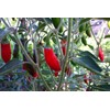 Serrano Tampiqueno pepper 20+ Seeds