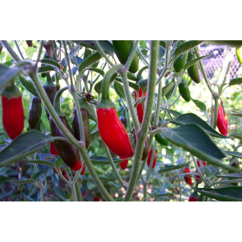 Serrano Tampiqueno pepper 20+ Seeds