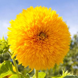 Seeds Sunflower Teddy Bear 20 Seeds for Planting Fluffy Sunflower Dwarf 20-30” Tall Annual