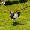 Adhafera Chicken Harness with Leash, Upgraded Double Adjustment Chicken Harness