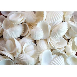 100 Floating White Seashells- White Coral Reef- Pearls- Aqua Sea Color Gels- Fills 1 Gallon for Your Vases- with Pre-Measured Prep Bag- and 3 White Submersible Fairy Lights Strings