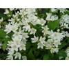 Deutzia gracilis 'Nikko' (Nikko Deutzia) Shrub, white flowers, #3 -