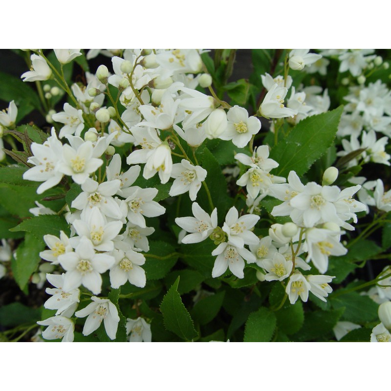 Deutzia gracilis 'Nikko' (Nikko Deutzia) Shrub, white flowers, #3 -