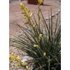 theseedhouse Yellow Flower, Texas Yucca "Rare" 2024 Hesperaloe parviflora -